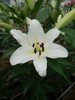 [5620 VH50 No02.JPG]